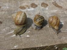 L'élevage d'escargots